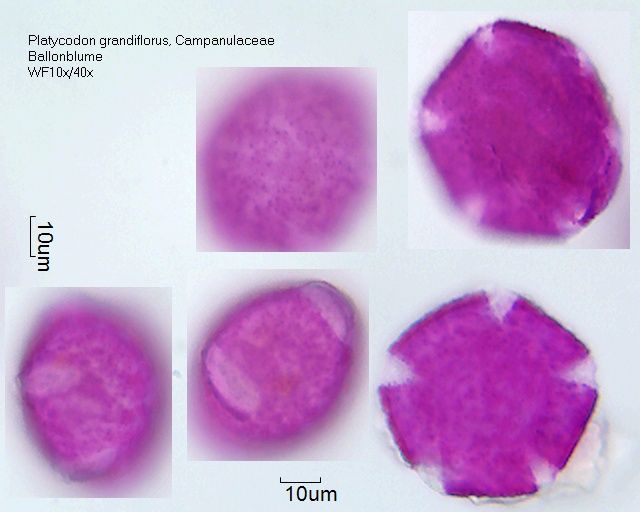 Pollen von Platycodon grandiflorus
