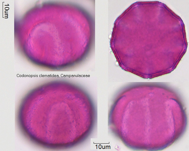 Datei:Codonopsis clematidea (1).jpg