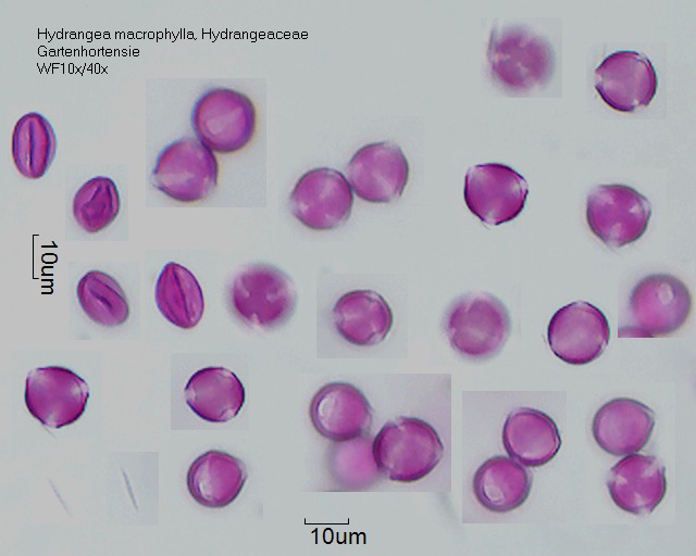 Pollen von Hydrangea macrophyllag