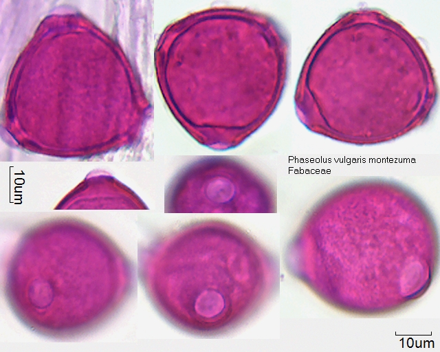 Pollen von Phaseolus vulgaris montezuma