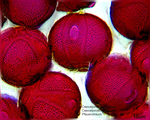 Caesalpinia pulcherrima (2).jpg