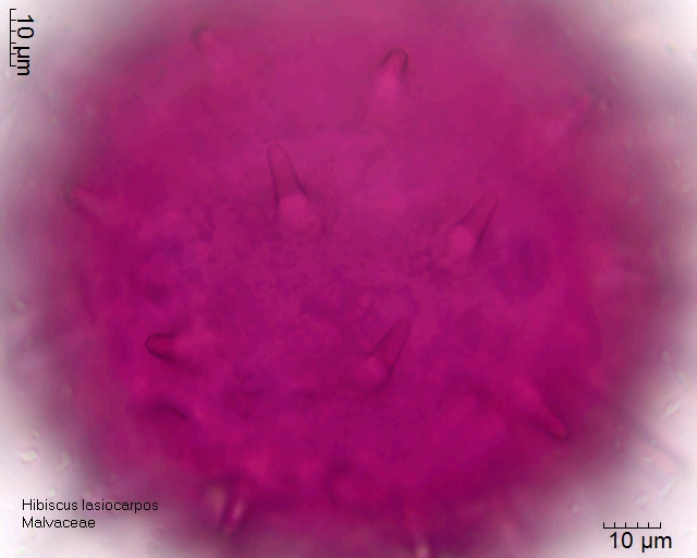 Pollen von Hibiscus lasiocarpos