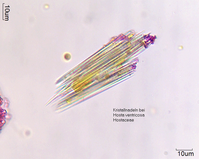Kristallnadeln aus dem Präparat von Hosta ventricosa