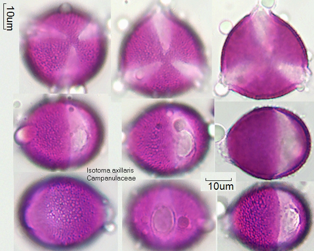 Pollen von Isotoma axillaris, 23-078
