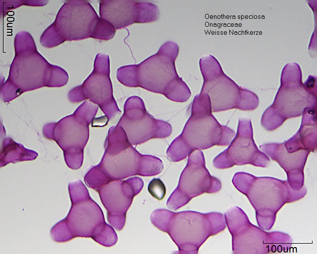 Datei:Oenothera speciosa (1).jpg
