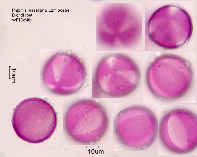 Pollen von Phlomis russeliana