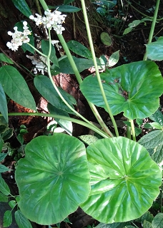 VBegonia nelumbiifolia.JPG