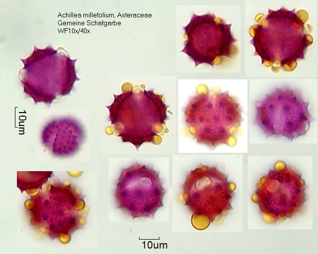 Pollen von Achillea millefolium
