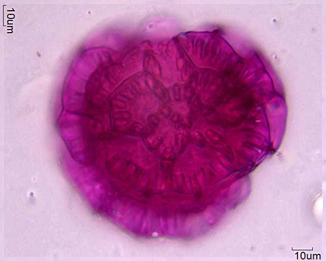 Pollen von Barleria albostellata