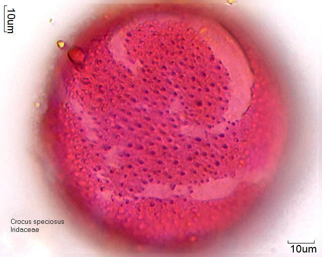 Pollen von Crocus speciosus