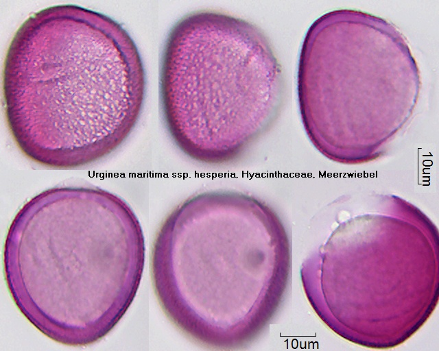 Pollen von Urginea maritima