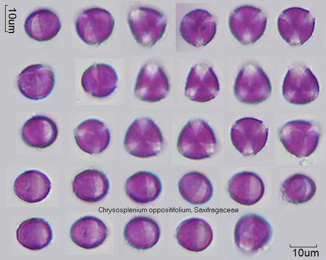 Pollen von Chrysosplenium oppositifolium