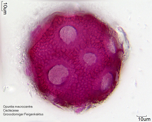 Pollen von Opuntia macrocentra