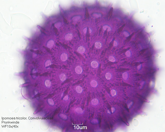Pollen von Ipomoea tricolor