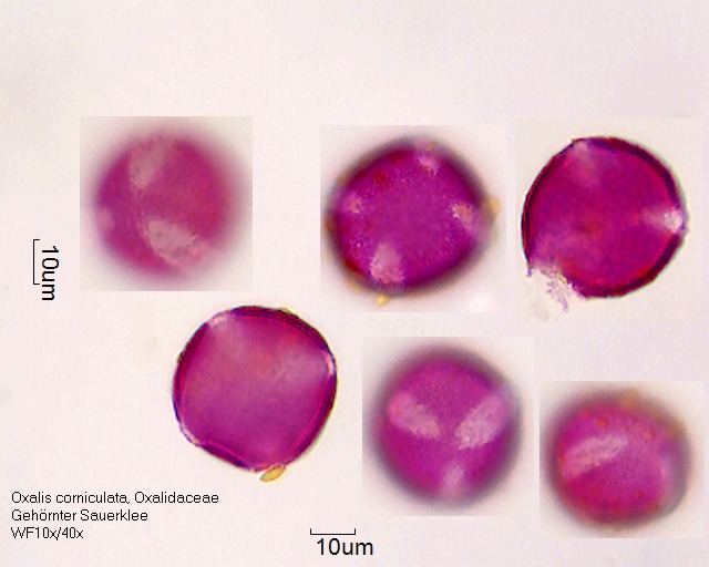 Oxalis corniculata (1).jpg