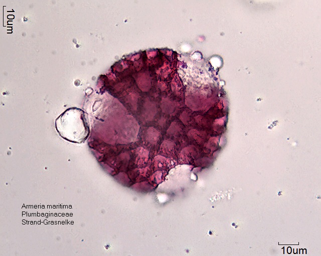 Pollen von Armeria maritima (3)