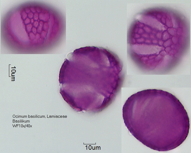 Pollen von Ocimum basilicum