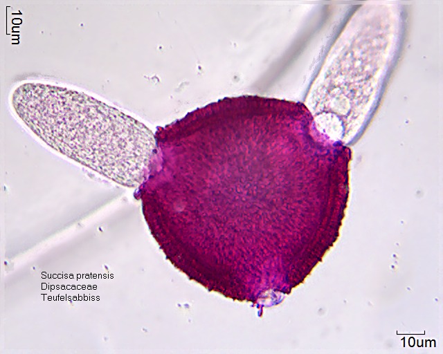 Pollen von Succisa pratensis