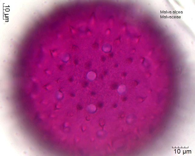 Pollen von Malva alcea