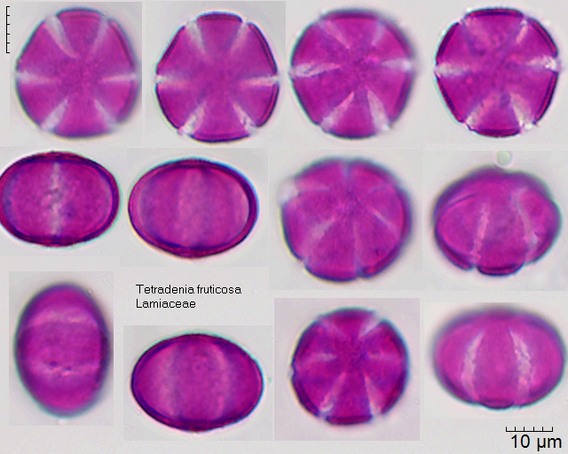 Datei:Tetradenia fruticosa.jpg