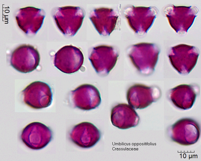 Datei:Umbilicus oppositifolius.jpg