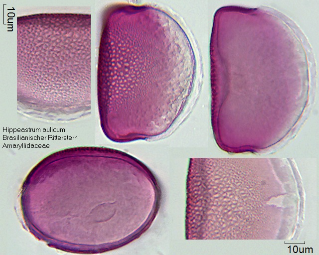 Pollen von Hippeastrum aulicum (1).jpg