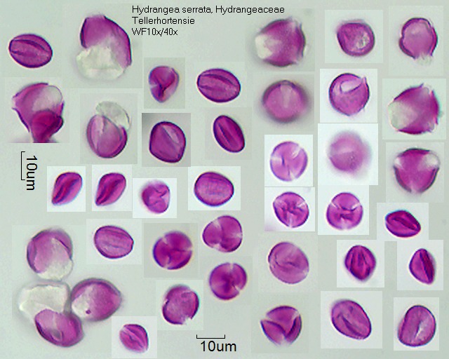 Pollen von Hydrangea serrata, 3-022