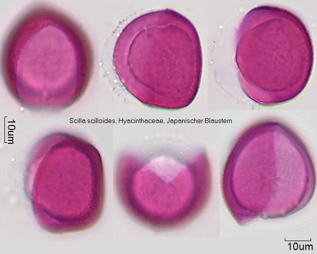 Pollen von Scilla scilloides