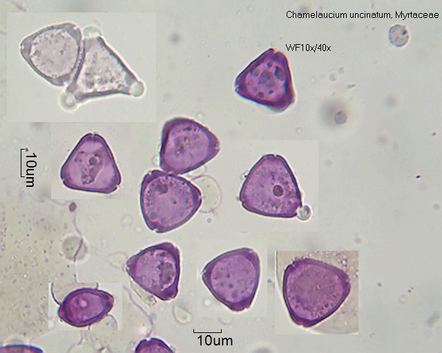 Chamelaucium uncinatum - Pollen-Wiki