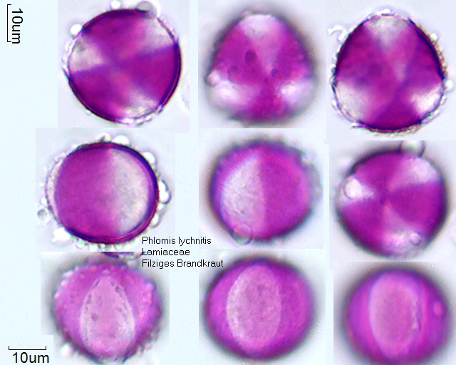 Pollen von Phlomis lychnitis