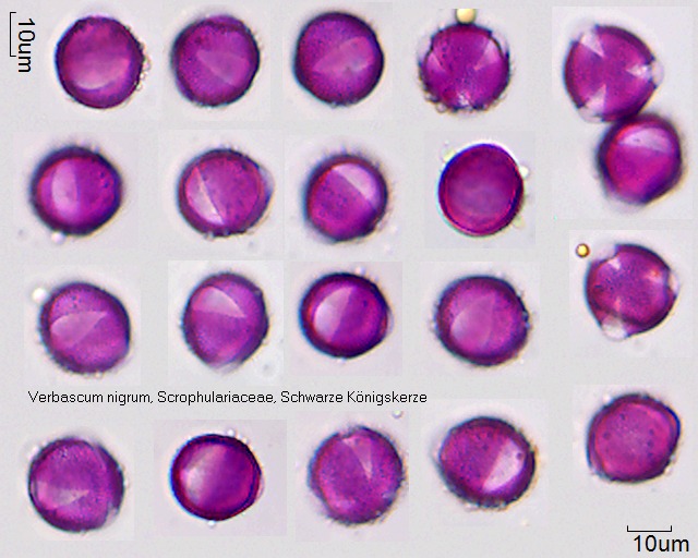 Pollen von Verbascum nigrum