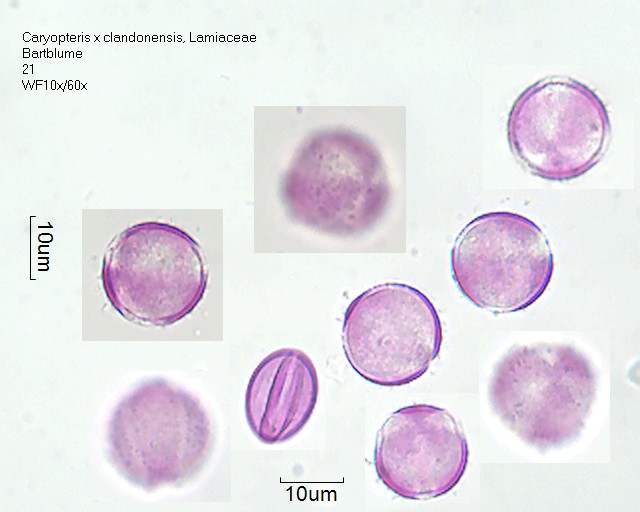 Pollen von Caryopteris x clandonensis