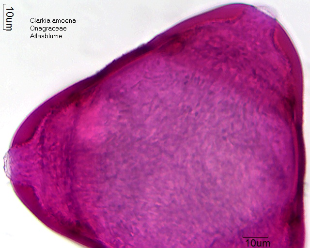 Datei:Clarkia amoena (2).jpg