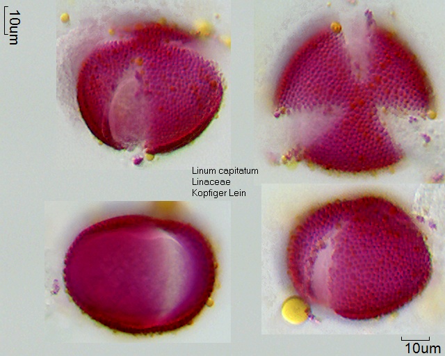 Pollen von Linum capitatum