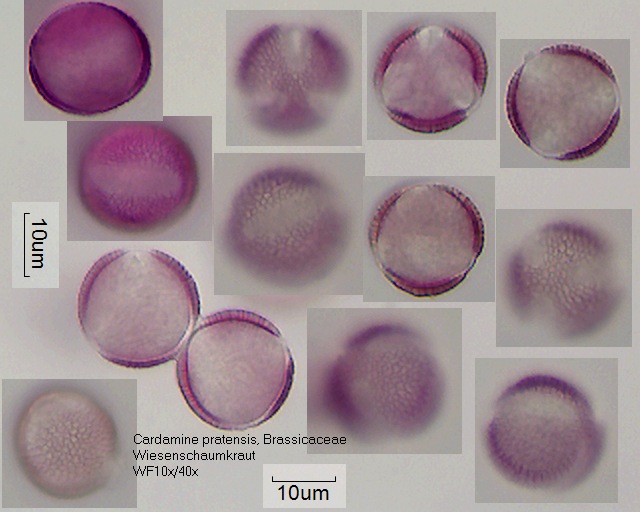 Pollen von Cardamine pratensis
