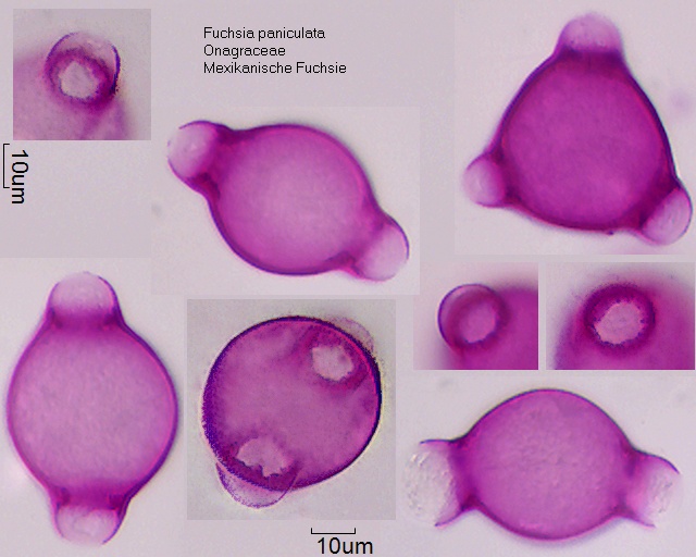 Pollen von Fuchsia paniculata