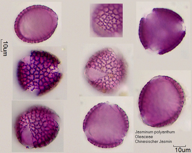 Pollen von Jasminum polyanthum