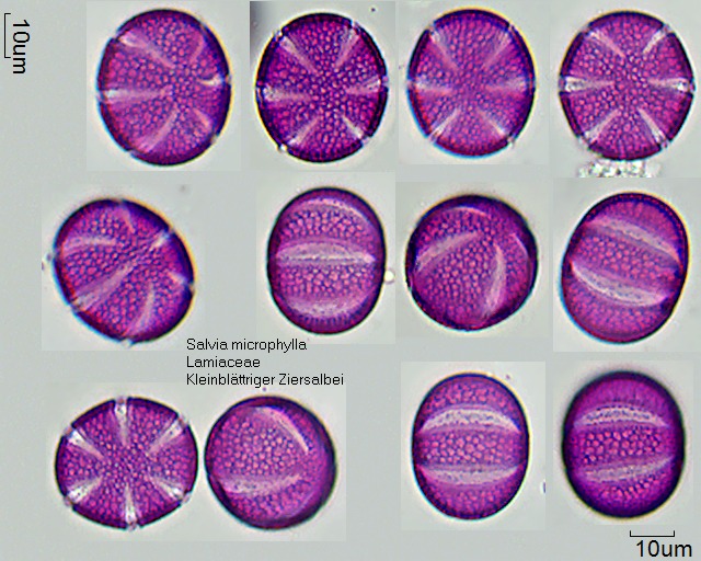 Datei:Salvia microphylla.jpg
