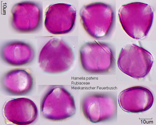 Pollen von Hamelia patens