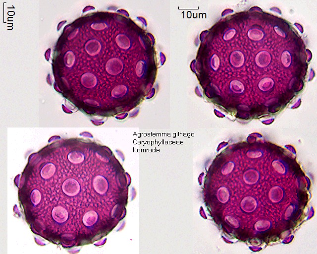 Pollen von Agrostemma githago