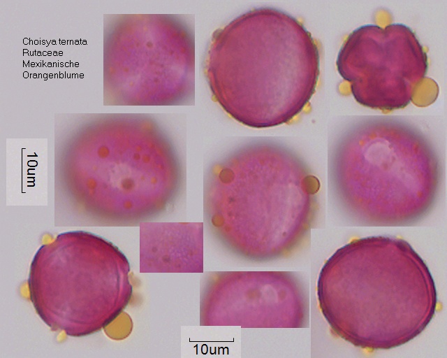 Pollen von Choisya ternata, 4-041