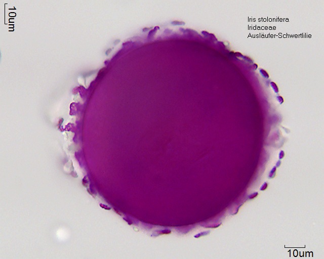 Iris stolonifera (6)