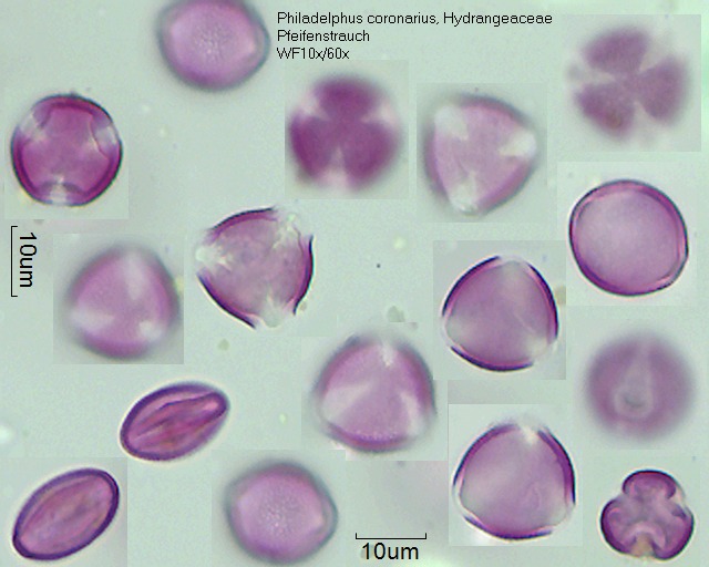 Pollen von Philadelphus coronarius, 2-091