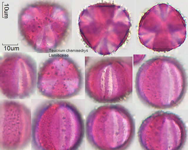 Pollen von Teucrium chamaedrys