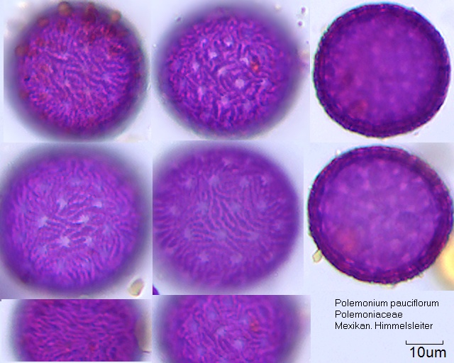 Pollen von Polemonium pauciflorum