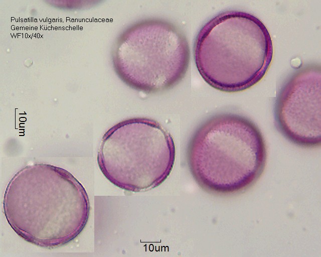 Pulsatilla vulgaris (2).jpg