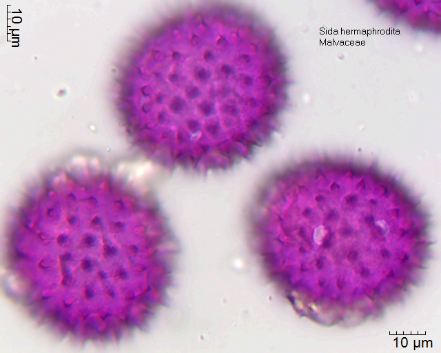 Datei:Sida hermaphrodita.jpg