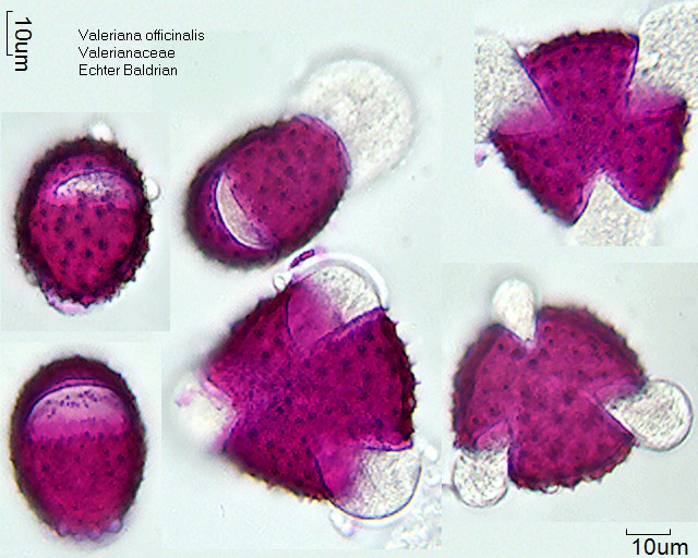 Pollen von Valeriana officinalis
