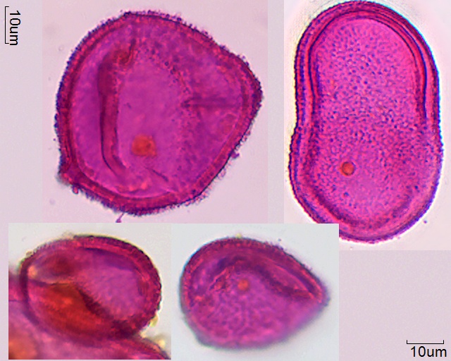 Pollen von Acanthus montanus, 10-066-1