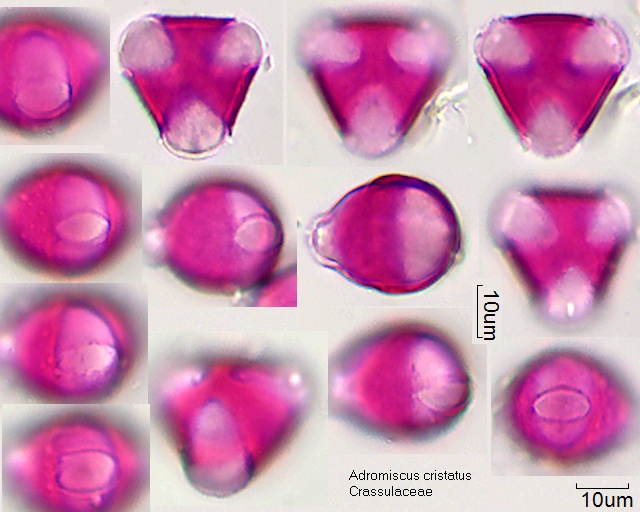 Pollen von Adromiscus cristatus